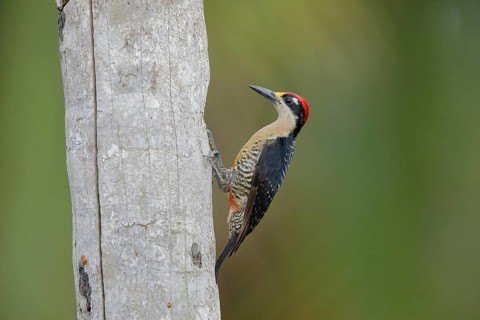 Black-cheeked woodpecker