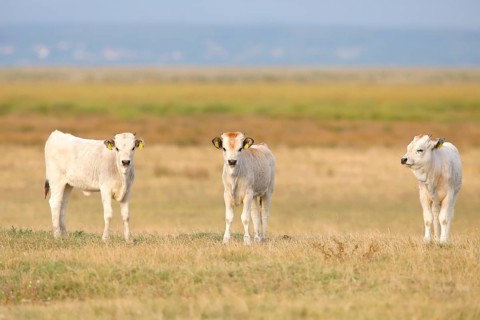 Hungarian Steppe Cattle or Hungarian Grey Cattle