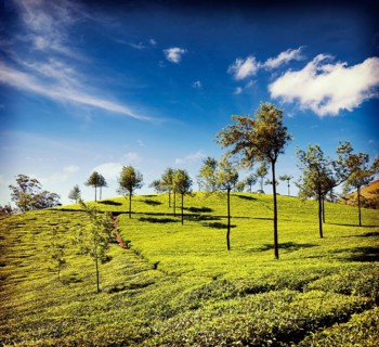 Vintage retro hipster style travel image of tea plantations. Munnar