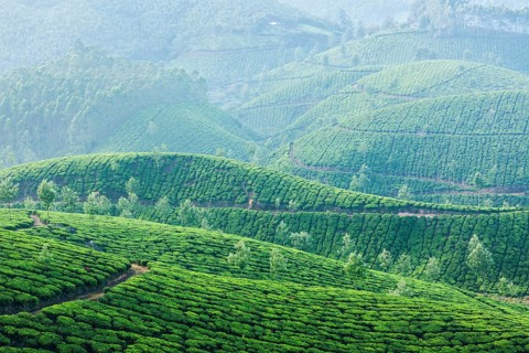 Kerala India travel background