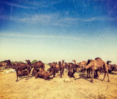 Vintage retro hipster style travel image of camels at Pushkar Mela