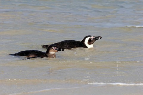 African penguin
