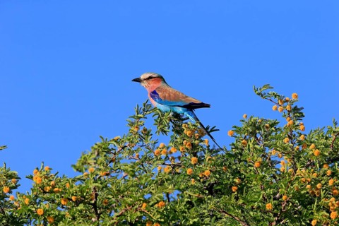 Lilac-breasted roller
