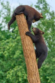 Black bear