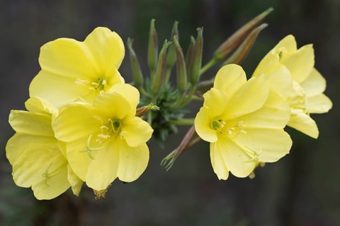 Common evening primrose