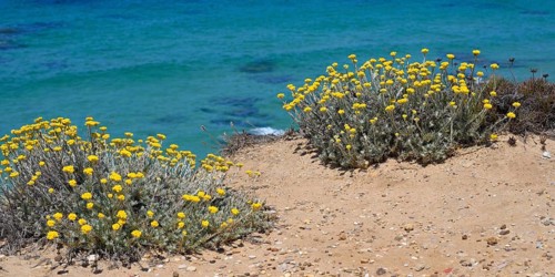 Italian strawflower or immortelle