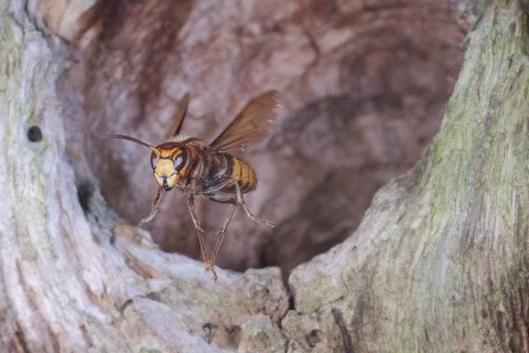 European hornet