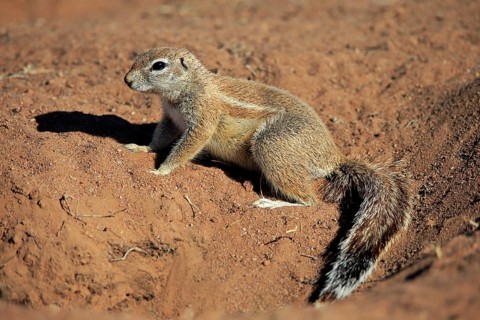 Cape ground squirrel