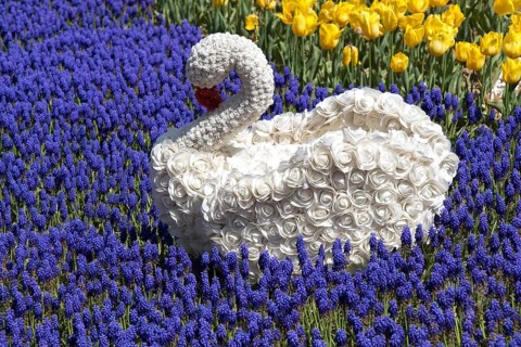 Swan figure made of flowers in the spring flower garden