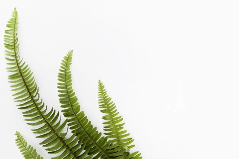 Top view fern leaves with copy space. Resolution and high quality beautiful photo