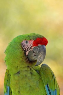 Great green macaw