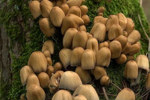 Mica cap
