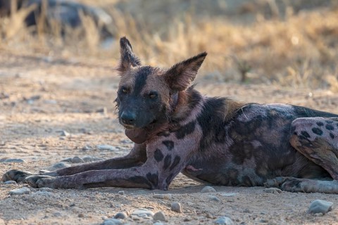 African wild dog