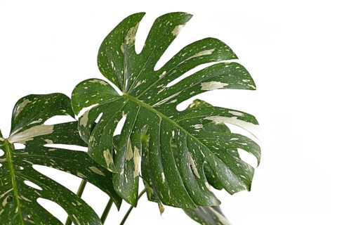 White sprinkled leaf of rare variegated tropical Monstera Deliciosa Thai Constellation houseplant isolated on white background