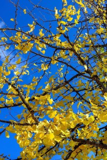 Autumn ginkgo