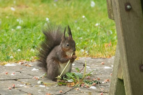 Squirrel eating stalk on stone seen from front right