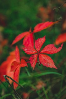 Virginia creeper