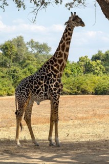 Rhodesian giraffe
