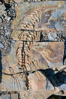 Approx. 300 million year old fossils of Mesosaurus tenuidens near Keetmanshoop