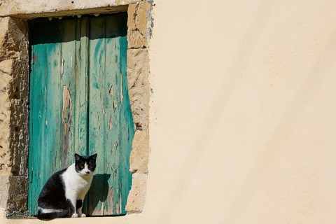 Black and white cat