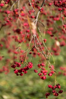 European spindle