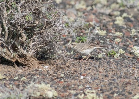 Berthelot's pipit