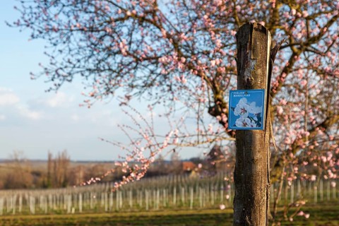 Path marking Pfaelzer Mandelpfad