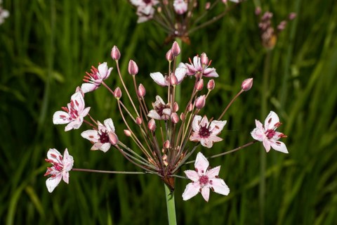 Swan flower Inflorescence with several open pink flowers
