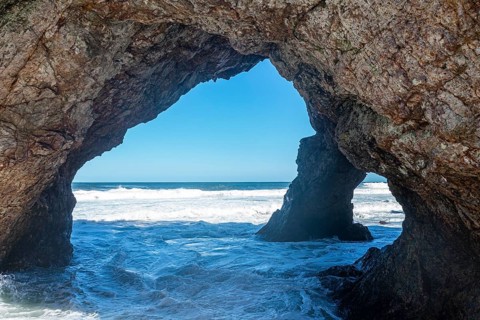 Cape giant