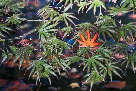 Japanese fan maple