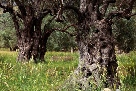 Old olive trees with thick trunks