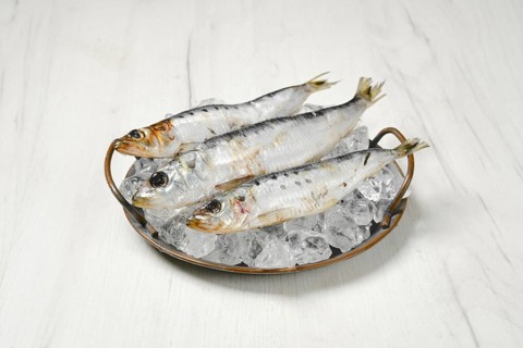 Fresh iwashi herring fish on a plate with ice cubes