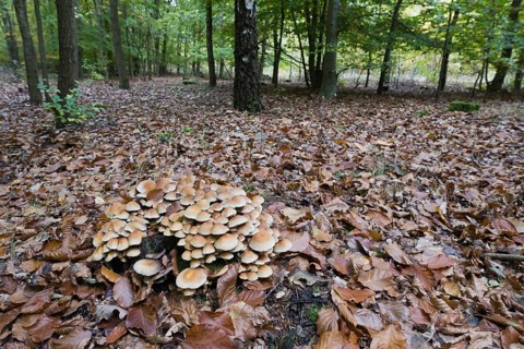 Sulphur tufts