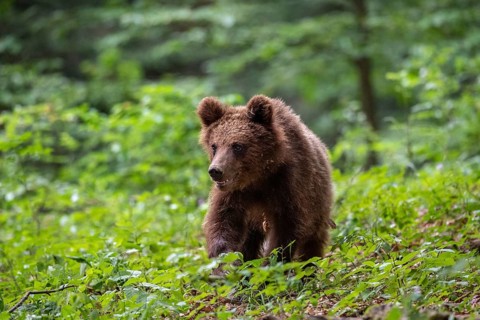 European brown bear