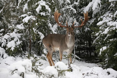 Fallow deer
