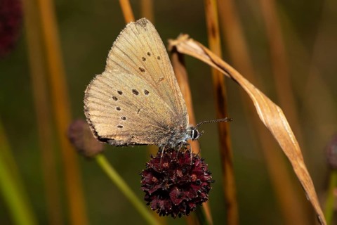 Dark meadow-headed ant-blue butterfly sitting on purple flower seen right