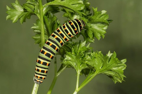 Swallowtail