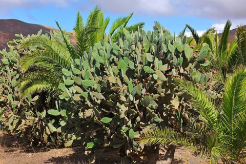 Cactus pears