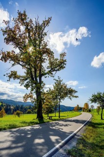 Autumn country road with oak Quercus)