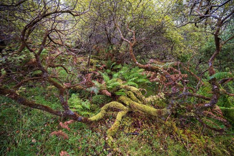 Forest with ferns in autumn