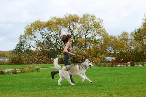 Girl playing with husky dog in city park. Jogging with dog