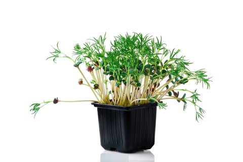 Fresh microgreens. Sprouts of lupine isolated on white background