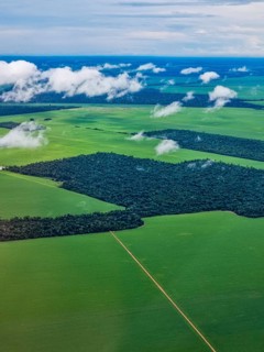 Aerial of the giant soy fields around Sinop