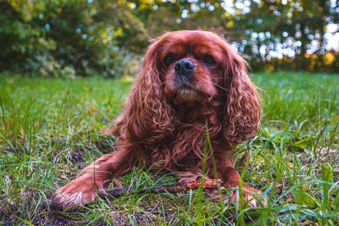 A dog