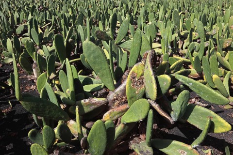 (Opuntia) plantations for the breeding of the cochineal scale insect, near Guatiza, Lanzarote,
