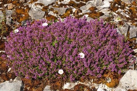 Real thyme cane with many purple flowers in stone surface
