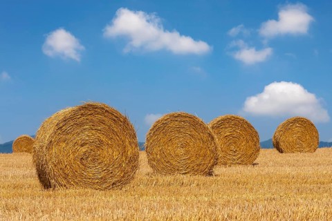 Stubble field with straw rolls