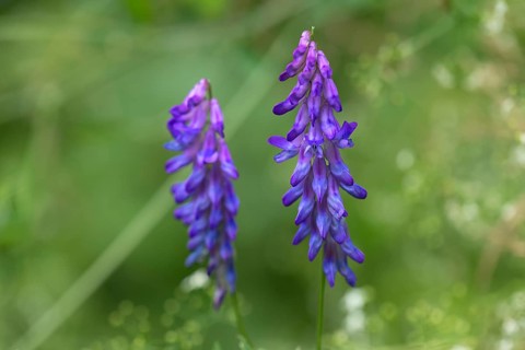 Bird's vetch