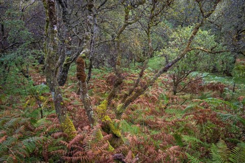 Forest with ferns in autumn