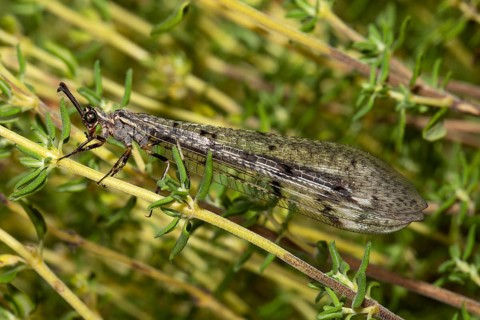 Spotted Ant Damselfly with closed wings hanging on green stalks seen on the left
